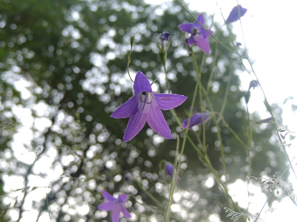 DSCN7504