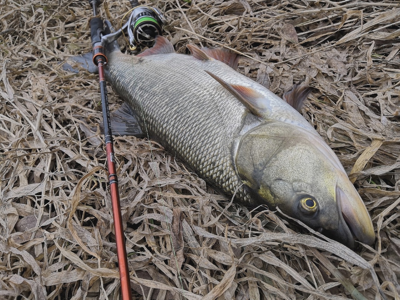HHEoRqC3yqM