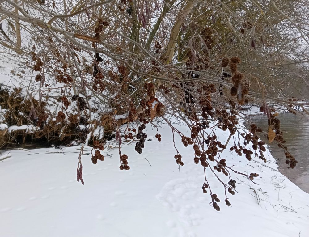 IMG20241208110841