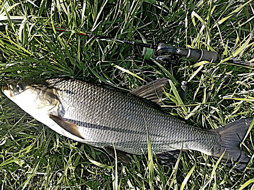 IMG 20201228 033301