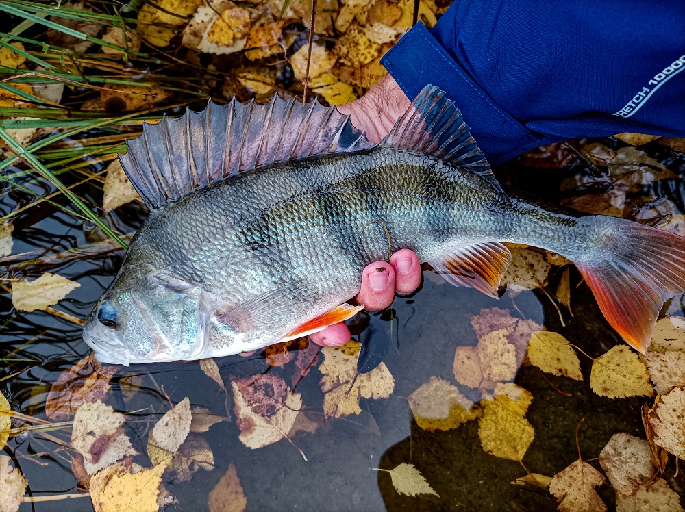 IMG 20210925 074747