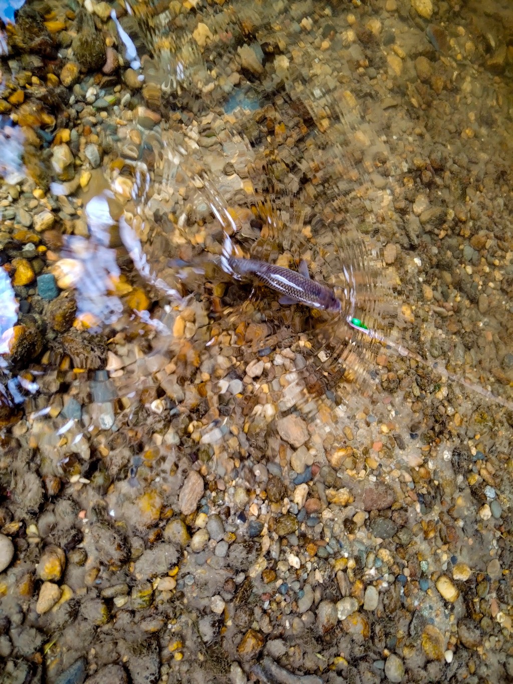PSX_20230614_190652_copy_1024x1365.jpg