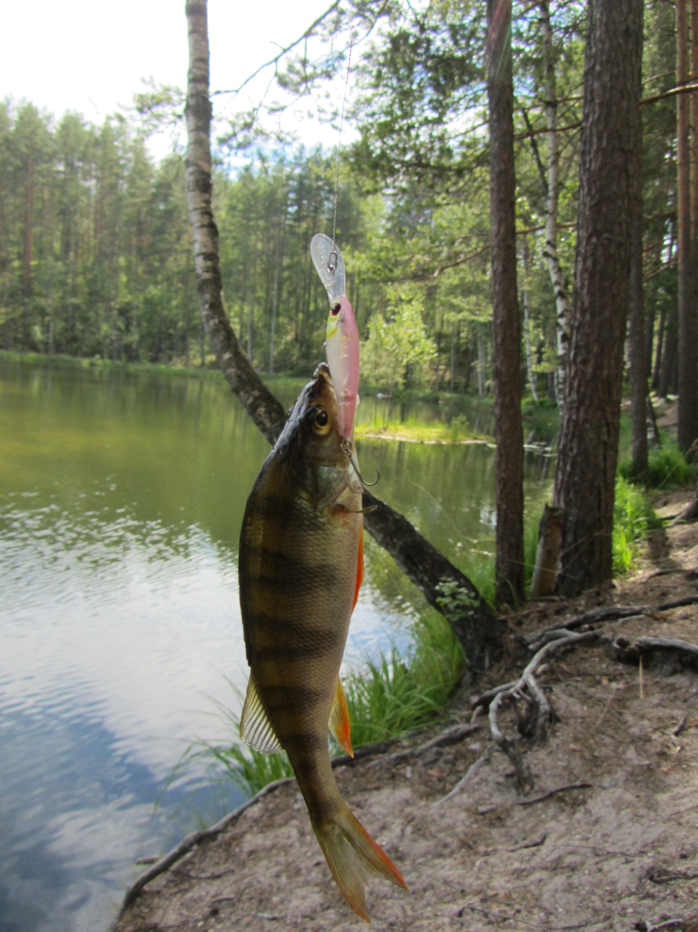 Jackall Soul Shad
