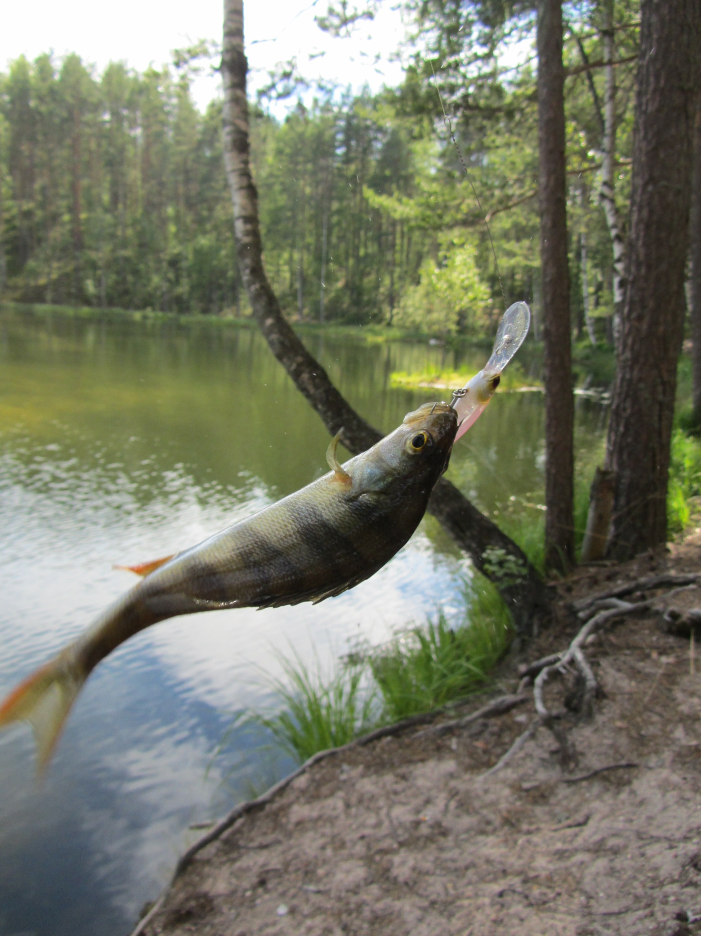 Jackall Soul Shad