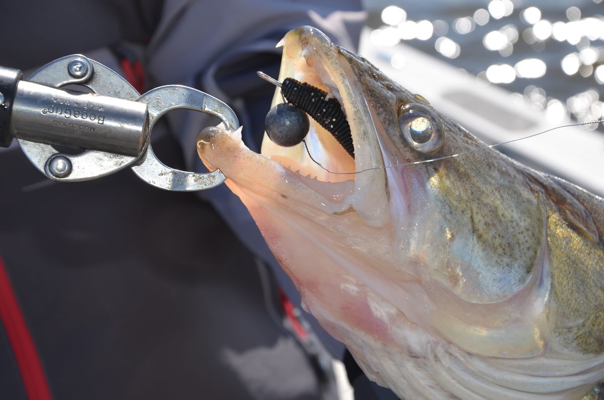 Jackall Rhythm Wave