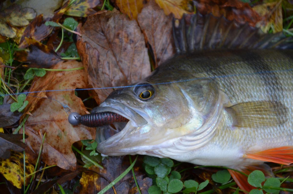 Jackall I Shad Tail