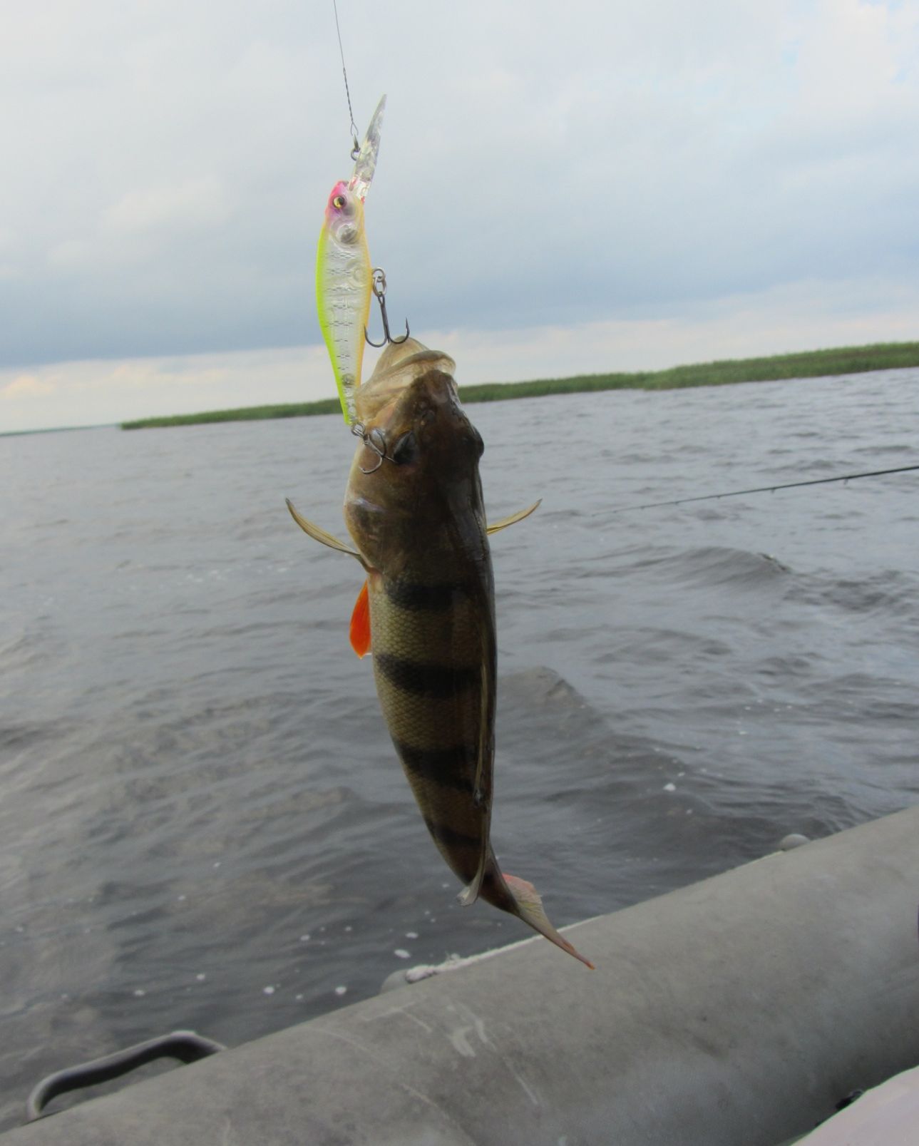 Megabass Live-X Margay