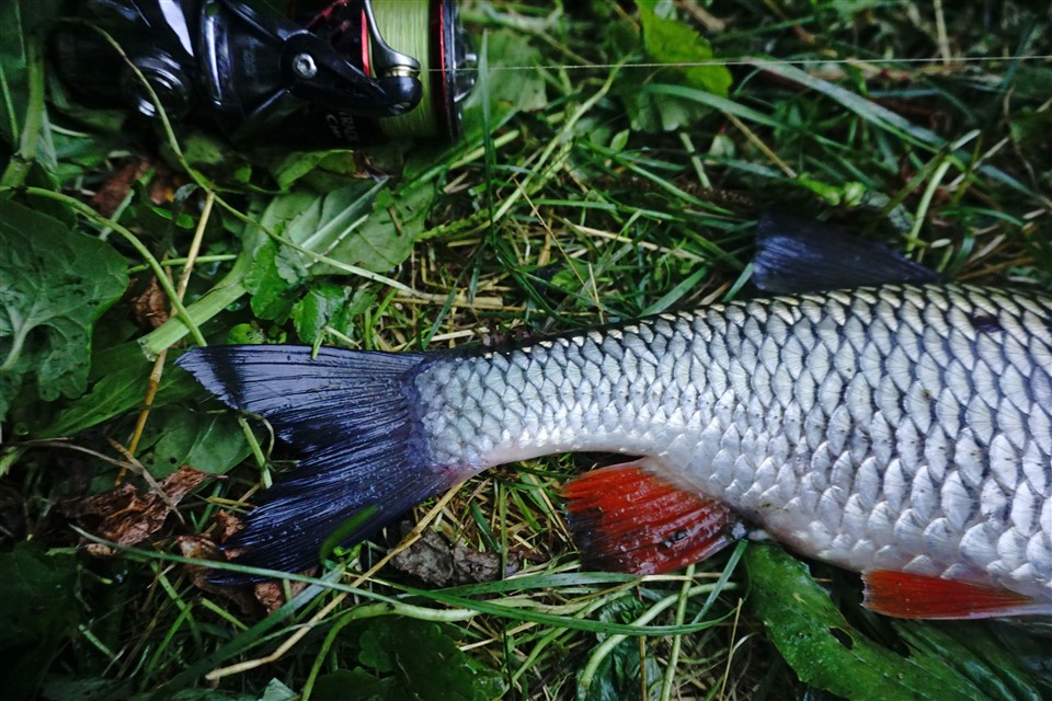 DSC1472