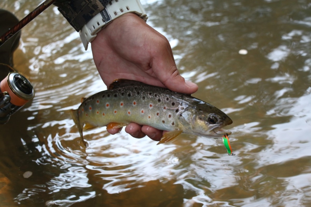IMG 7635