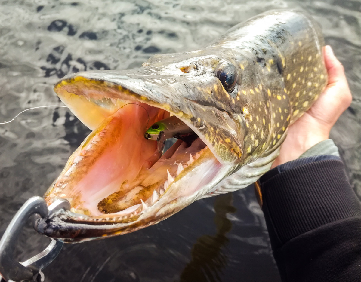 IMG 20180611 181838