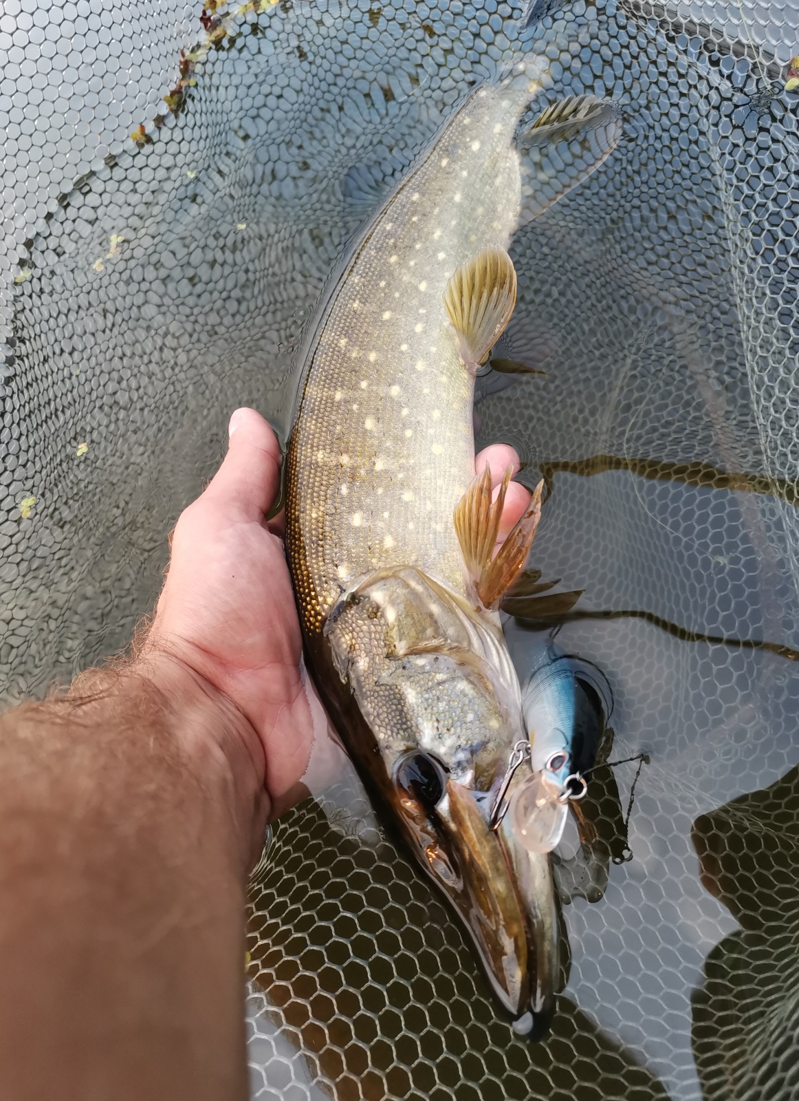 IMG 20210826 202019