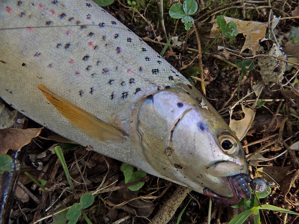 DSCN8334