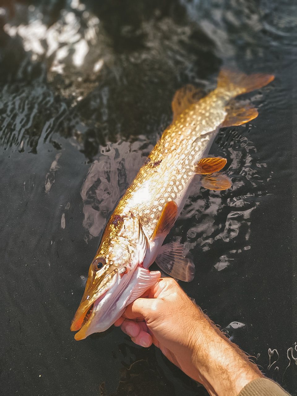njuOG5Ii AE