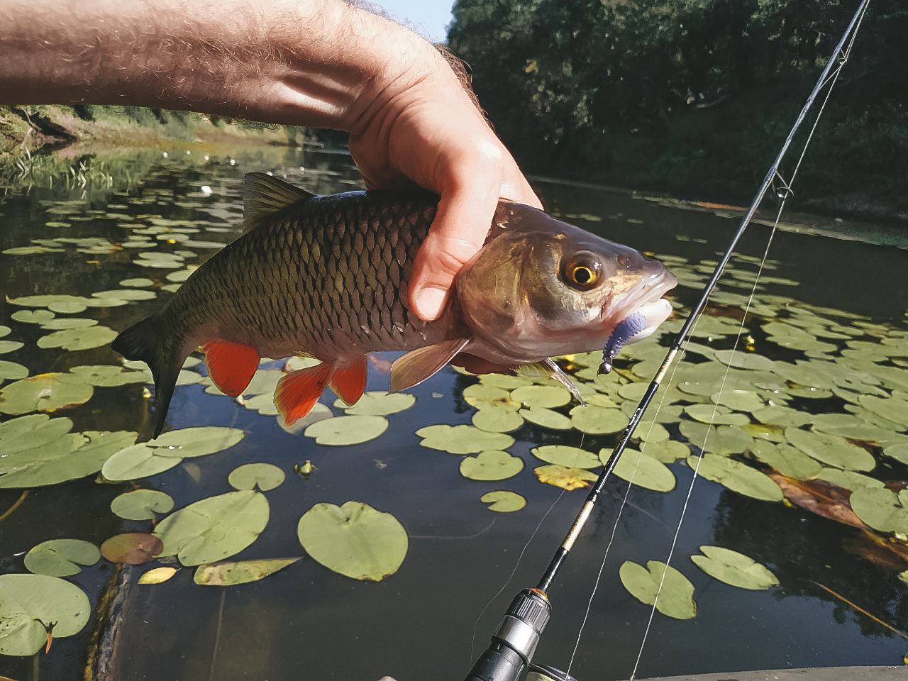 mfOLUkSTUCA