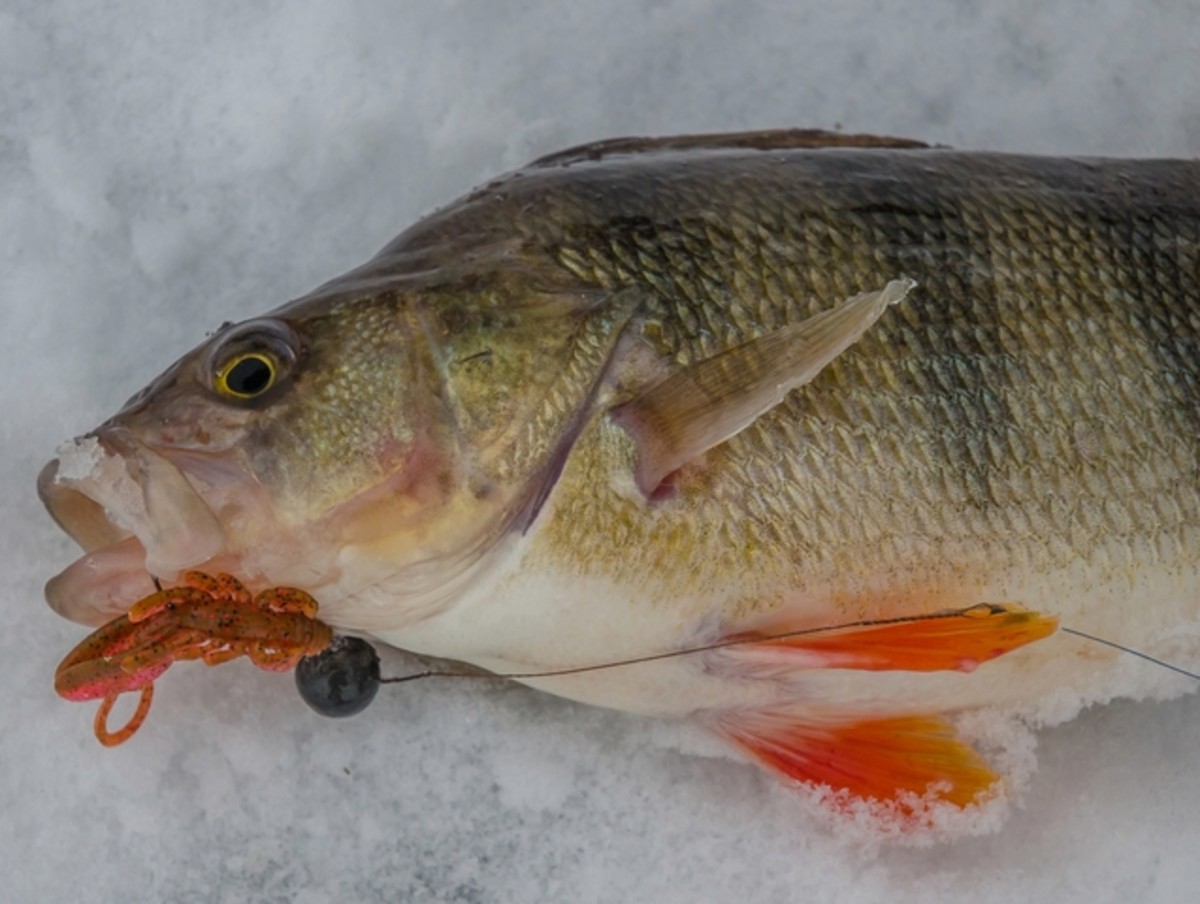 lVvCduMDqls