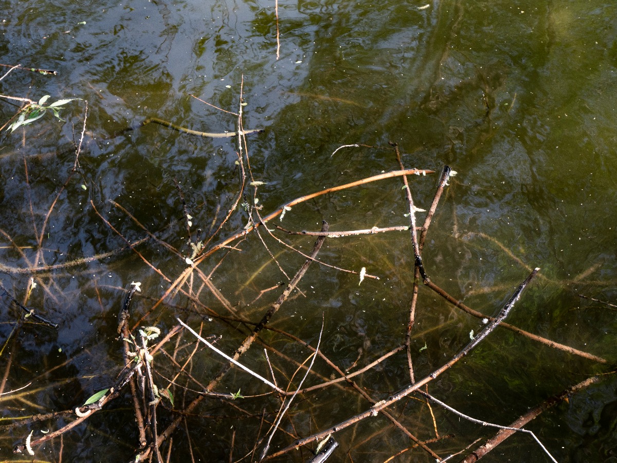 m P1001232