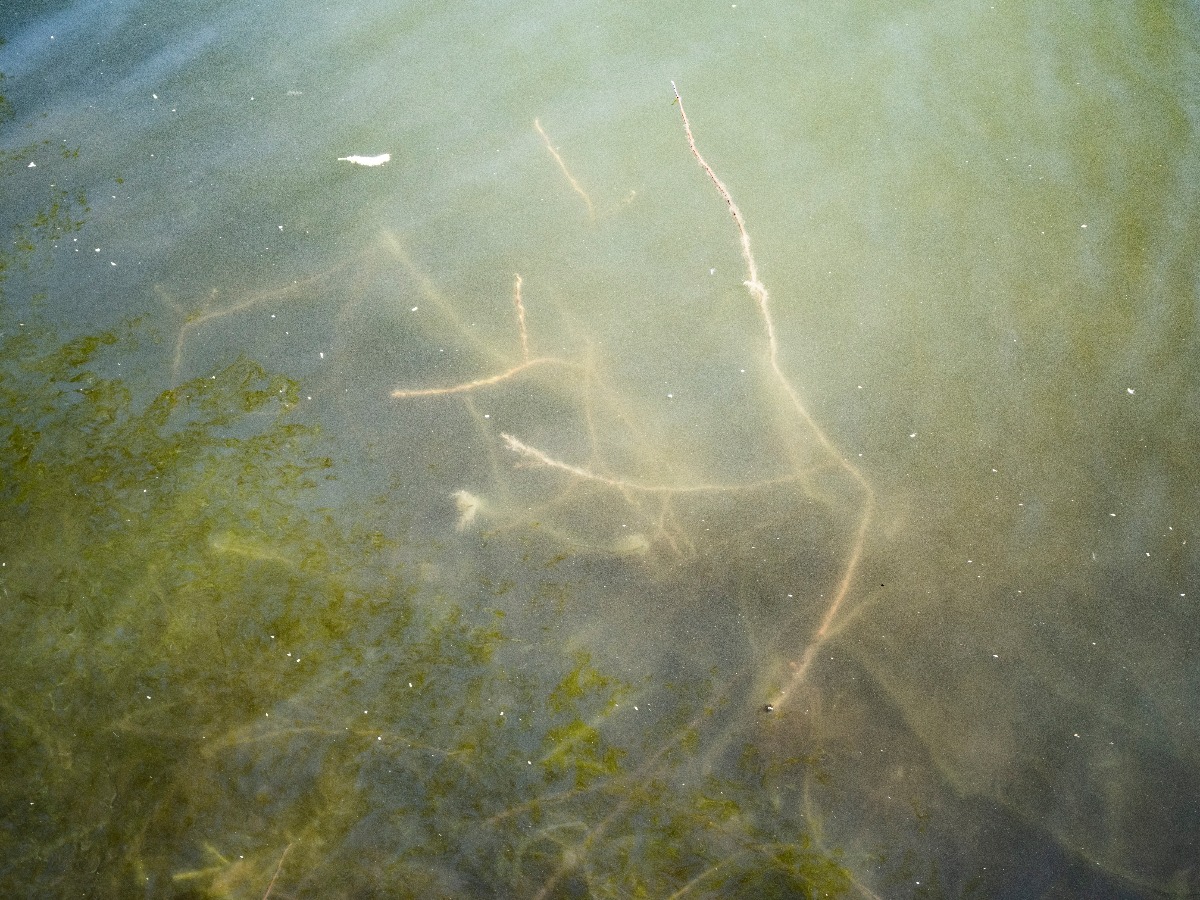 m P1001233