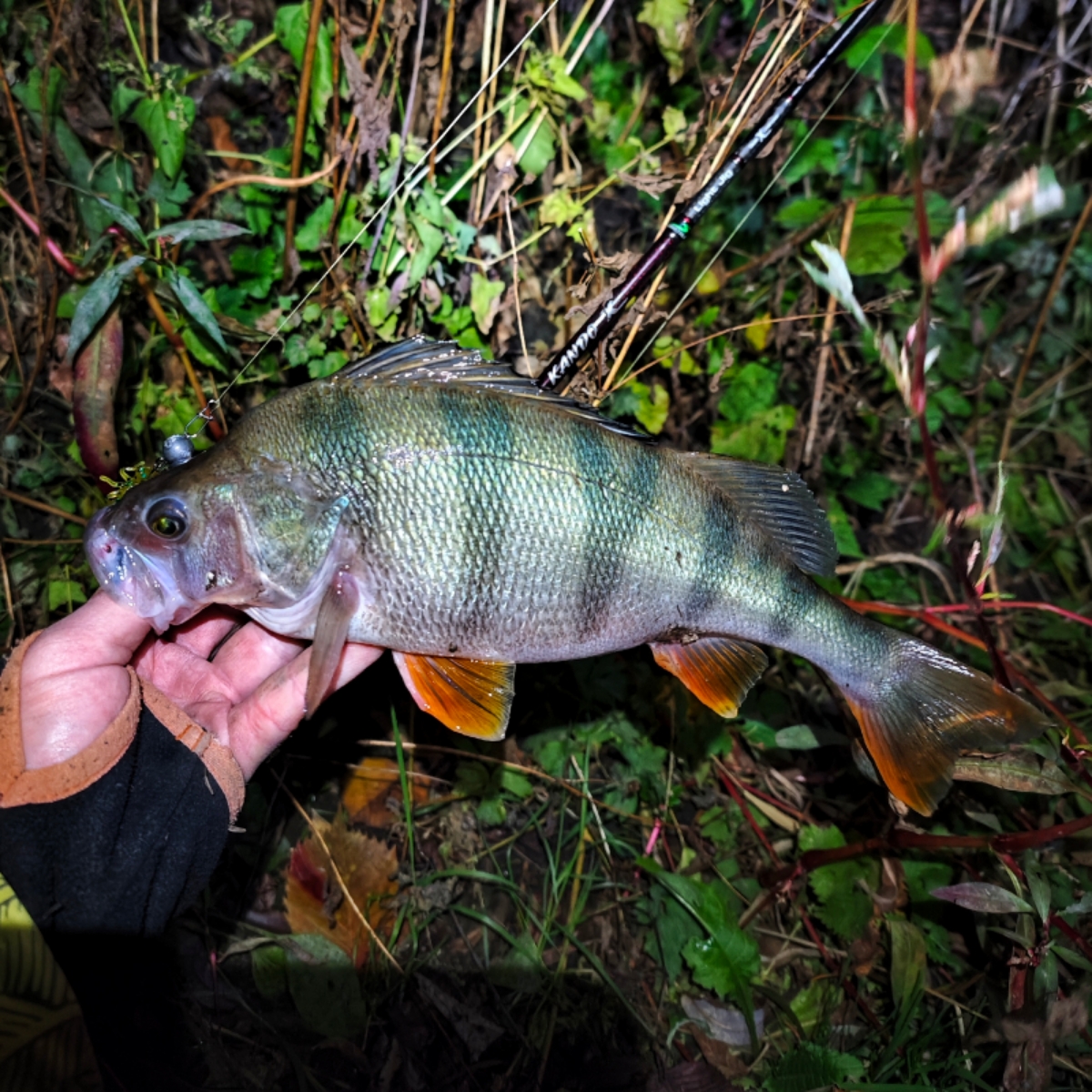 1000012023