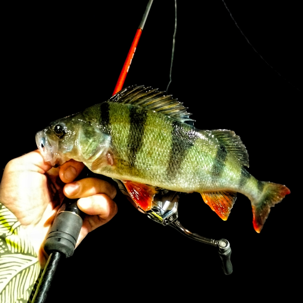 Picsart 23 10 12 23 55 21 944