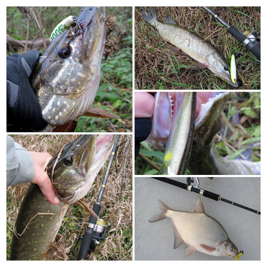 Фото 004 COLLAGE б